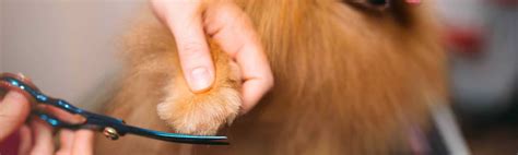 Happy Feet Grooming & .
